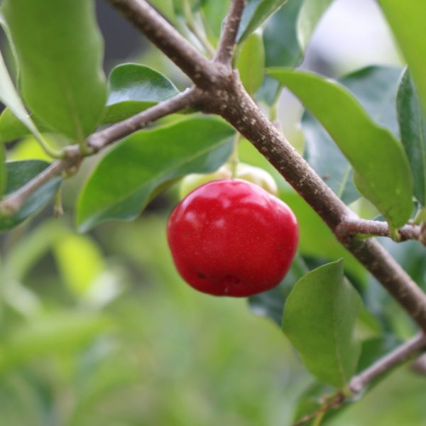 barbados cherry acerola creator's farm