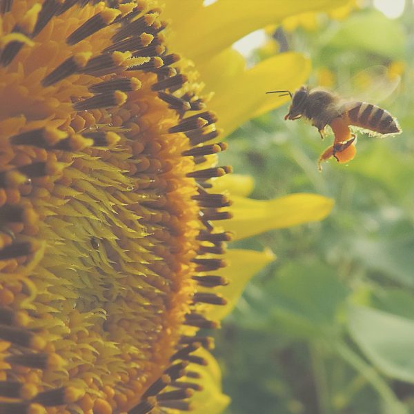 sunflower-bee
